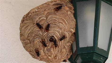 ninhos de vespas asiáticas